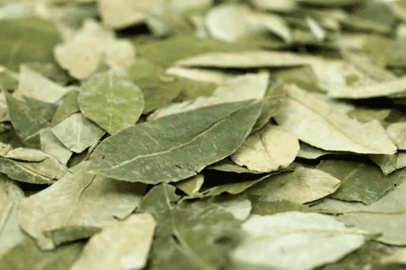Close-up of organic dried coca leaves, a natural remedy for altitude sickness in the Andes.