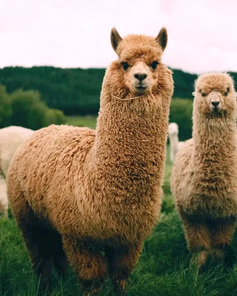 Close-up of two fluffy, brown alpacas looking directly at the camera in a green field.