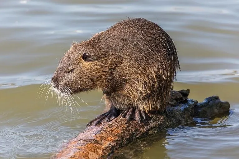 A giant river otter resting on a fallen tree log in the middle of a river in the Peruvian Amazon.