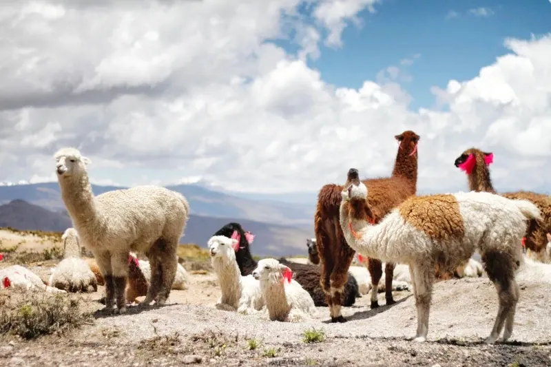A group of white and brown alpacas resting on a sunny mountain plateau under a cloudy sky.