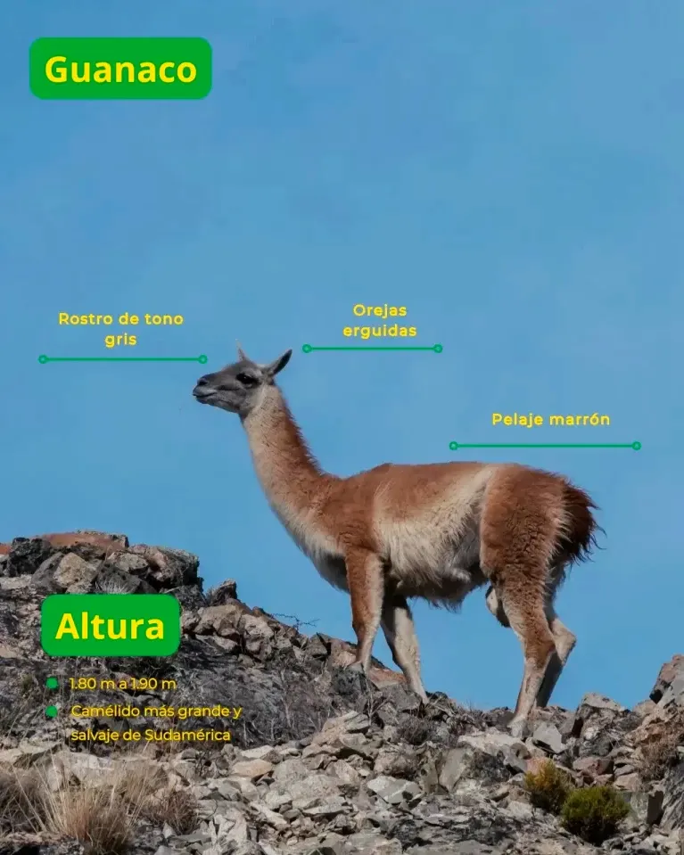 Infographic of a Guanaco explaining its grey face, straight ears, and brown fur on a rocky hill.