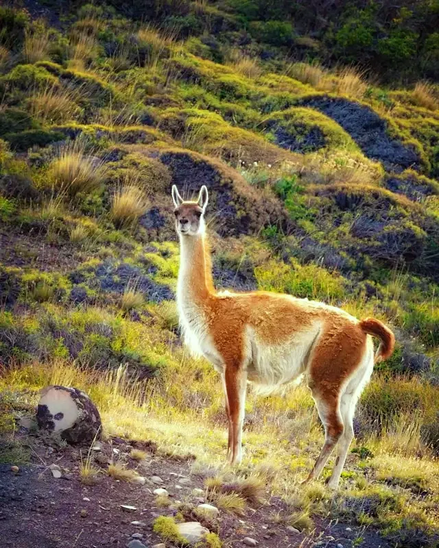 A Guanaco standing alert in a grassy Andean field with shrubs and hills in the background.