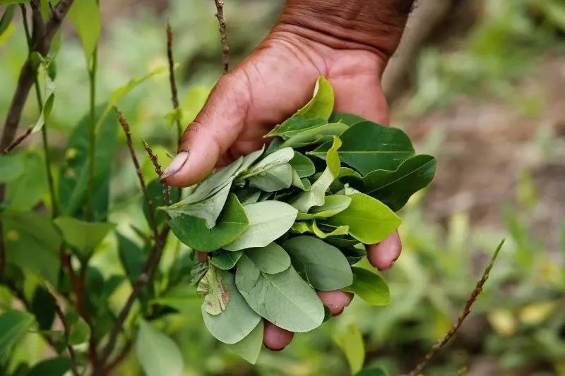 A person’s hand holding a bunch of fresh green coca leaves recently harvested from a plant.