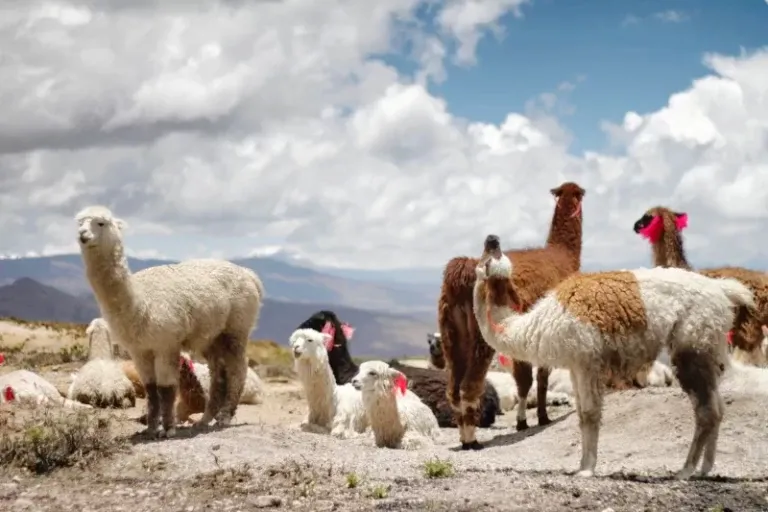 A herd of white and brown alpacas and llamas grazing in the high-altitude Andean plains under a cloudy blue sky.