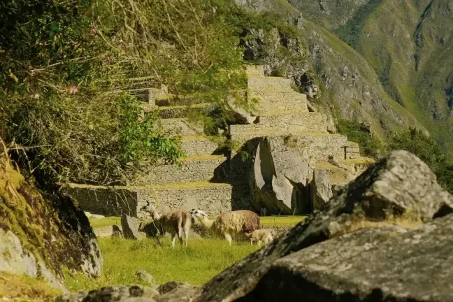 Group of llamas near ancient stone structures and agricultural platforms in the Historic Sanctuary of Machu Picchu.