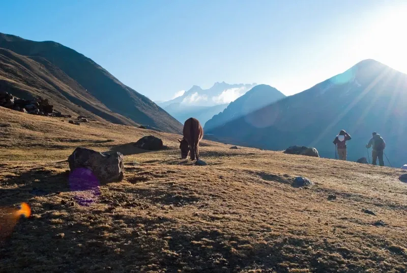 A lone horse grazing in a golden valley during the Lares Trek, with Andean mountains and sunlight in the background.