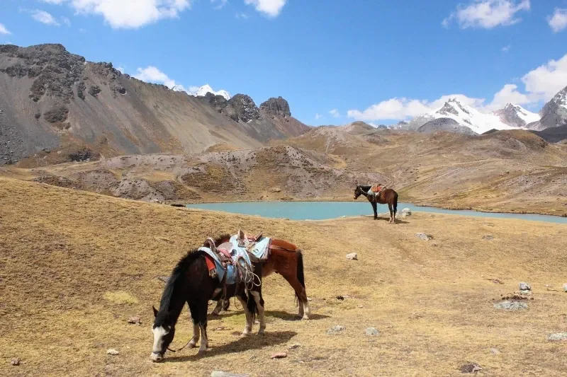 Two pack horses grazing near a mountain lake with snowy peaks in the background during a guided trek.