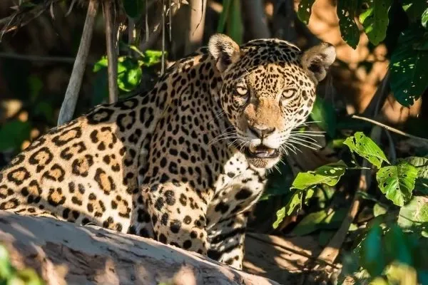 A wild jaguar (otorongo) looking directly at the camera while hiding among the jungle foliage in Manu.