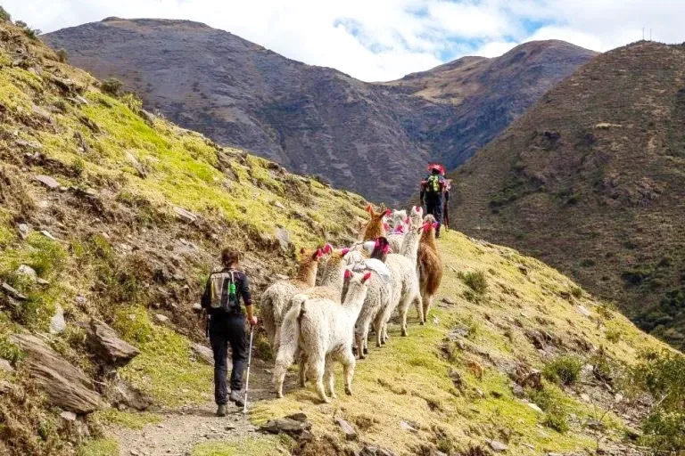 A line of llamas being led by a traditional herder on a mountain trail during the Lares Trek in Cusco.