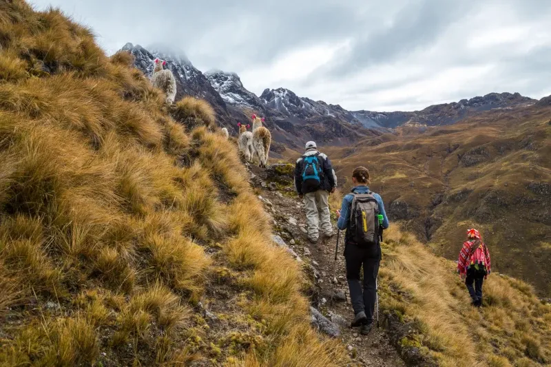 Hikers following a group of alpacas up a mountain trail in the high Andes during the Lares Trek.