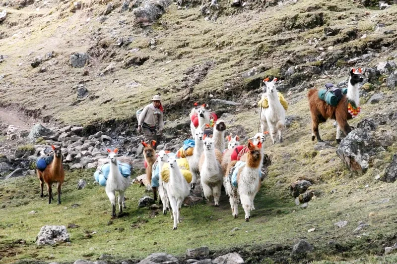 A local guide leading a caravan of llamas carrying hiking gear through the rocky terrain of the Lares trek.