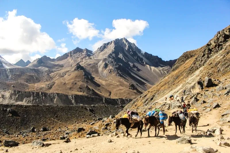 A caravan of pack horses carrying camping equipment along a rocky mountain trail in the Andes.