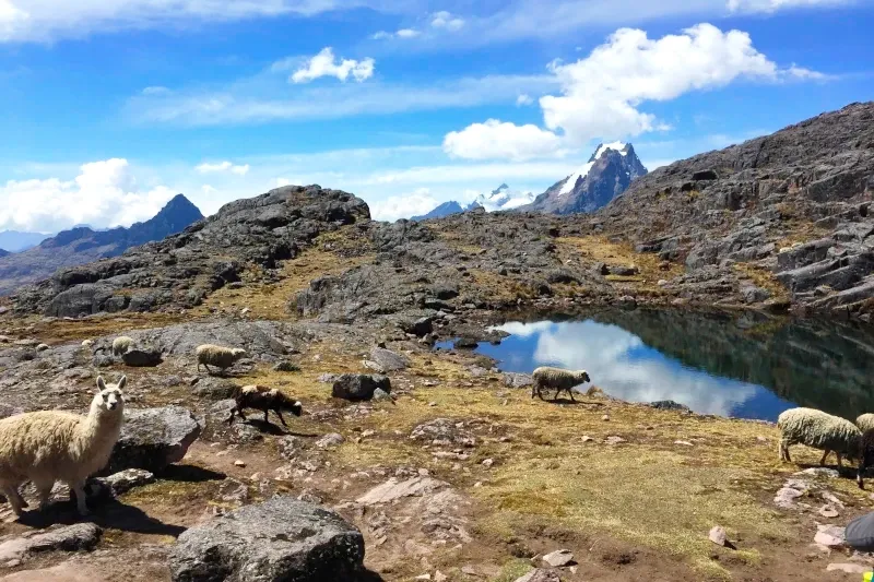 A serene high-altitude lake in the Lares region reflecting the sky, with sheep and llamas grazing on the rocky shore.