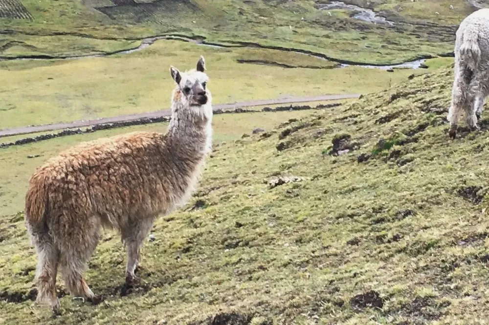 A fluffy brown and white alpaca standing on a grassy hillside in the Lares Valley, Peru.
