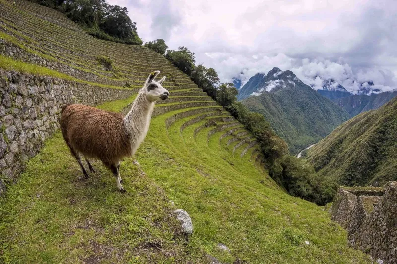 A friendly llama standing on the green grass of the ancient Inca terraces at Machu Picchu overlooking the valley.