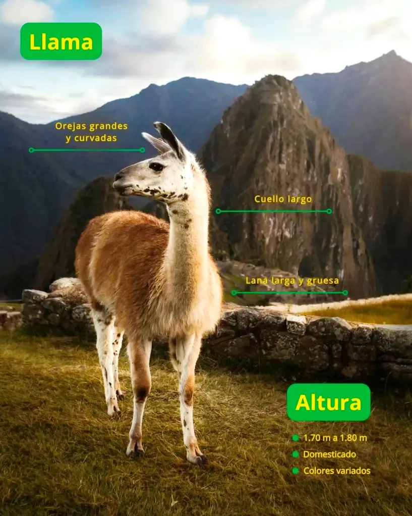 Infographic of a llama at Machu Picchu highlighting its curved ears, long neck, and thick wool.