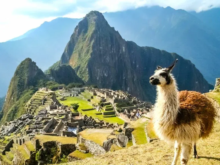 Llama in Machu Picchu: Andean wildlife and cultural symbol grazing near the Inca citadel A brown and white llama standing on a rock in the ruins of Machu Picchu