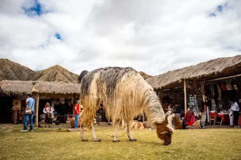 Local llama at a traditional souvenir market in Cusco A long-haired llama grazing in a grassy area in front of traditional thatched-roof market stalls in the Peruvian highlands.