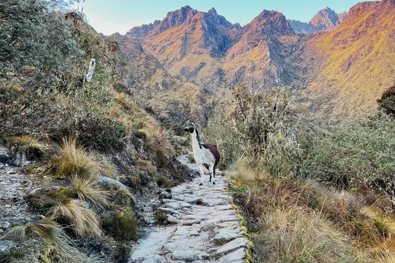 A llama standing on a stone path along the Inca Trail near Wiñay Wayna with mountains in the background.