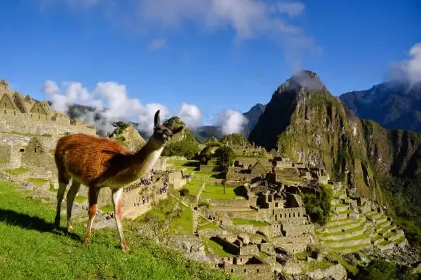 A brown llama standing on a grassy terrace with the ancient Inca citadel of Machu Picchu and Huayna Picchu mountain in the background.