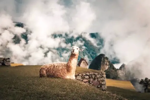 A fluffy llama resting on a stone wall at Machu Picchu surrounded by mystical mountain clouds and Andean peaks.