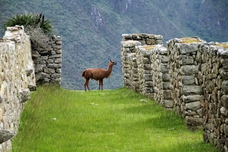 A brown llama standing on a green grass path between ancient Inca stone walls in the mountains.