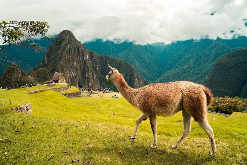 A large llama walking across the green terraces of Machu Picchu with the Guardhouse and Huayna Picchu in the background.