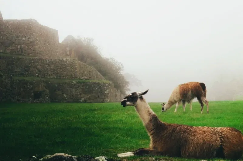Llamas resting and grazing on the green terraces of Machu Picchu during a foggy morning with ruins in the background.