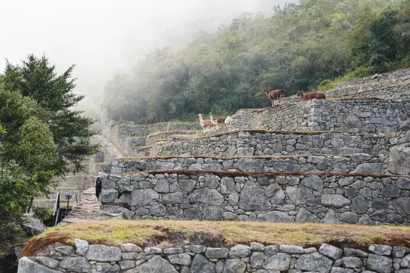 Friendly llamas grazing on the ancient stone agricultural terraces of Machu Picchu during a misty morning.