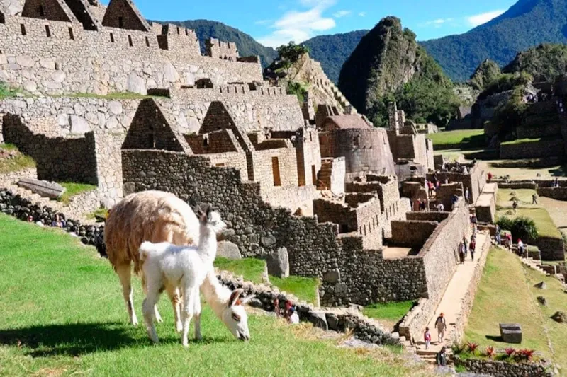 A mother llama and her baby grazing on the green grass of the Machu Picchu archaeological site.