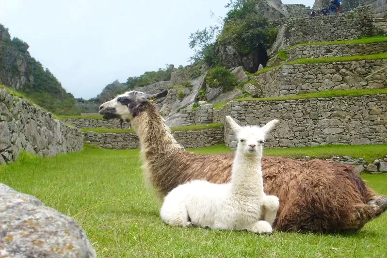 Two llamas, one brown and one white, resting on a green grass field at an Inca archaeological site.
