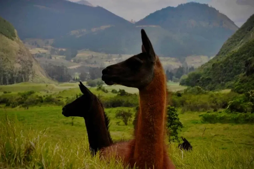 Two llamas looking out over a lush green valley surrounded by high mountains in the Peruvian Andes near Cusco.