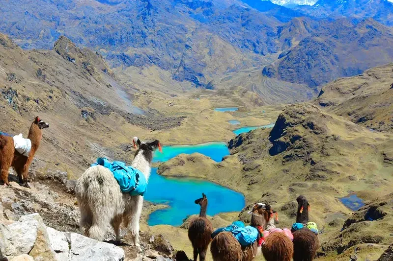 A group of pack llamas resting on a mountain ridge overlooking turquoise lagoons in the Lares Valley.