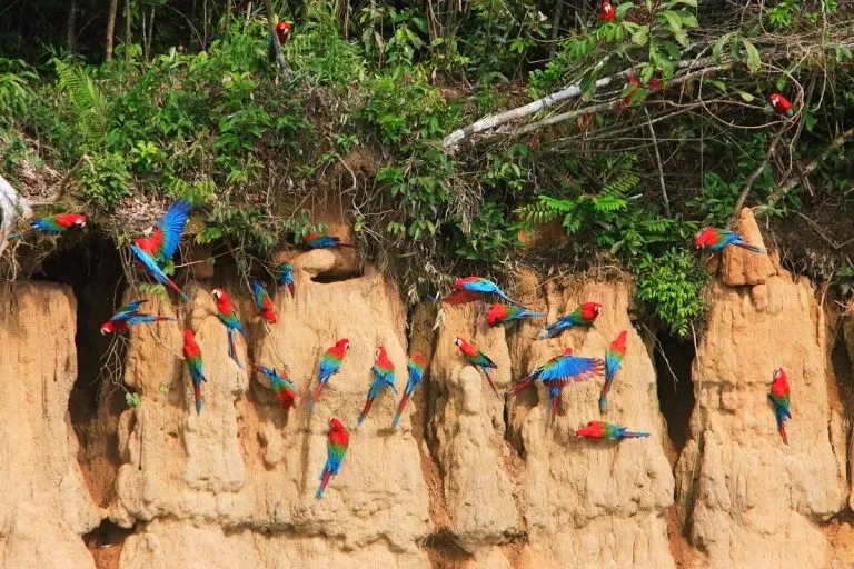 Large group of colorful red and blue macaws gathered on a clay lick wall in Manu National Park.
