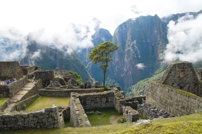 Panoramic view of Machu Picchu stone ruins with a solitary tree in the foreground and foggy mountains in the background.