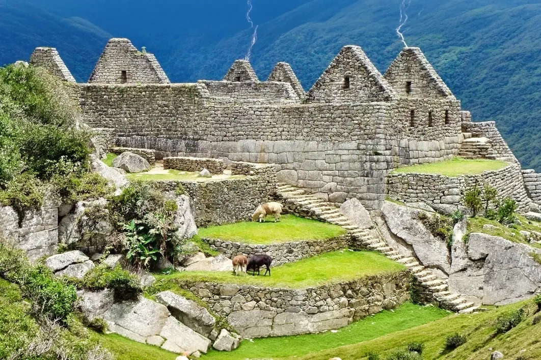 Llamas wandering through the historic stone quarters of Machu Picchu during a guided hiking tour.