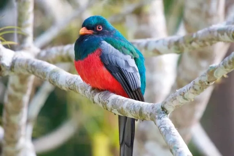 Masked Trogon in Cusco A colorful Masked Trogon bird with a bright red belly and turquoise head perched on a tree branch in Cusco.