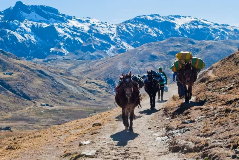 A train of pack mules carrying camping gear along a mountain path on the Lares Trek, with snow-capped peaks in the distance.