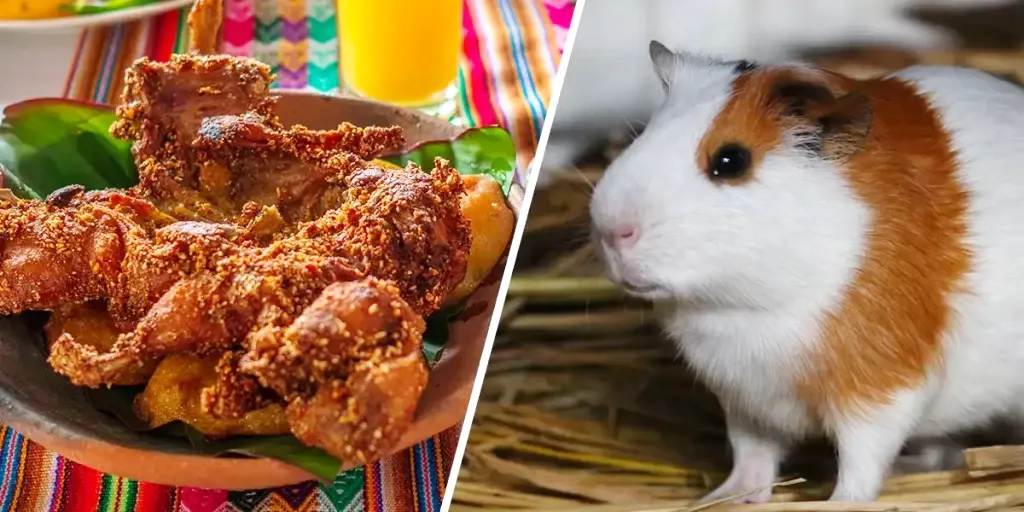 A split image showing a prepared crispy fried Cuy on the left and a live domestic guinea pig on the right, showcasing the cultural culinary journey in Peru.