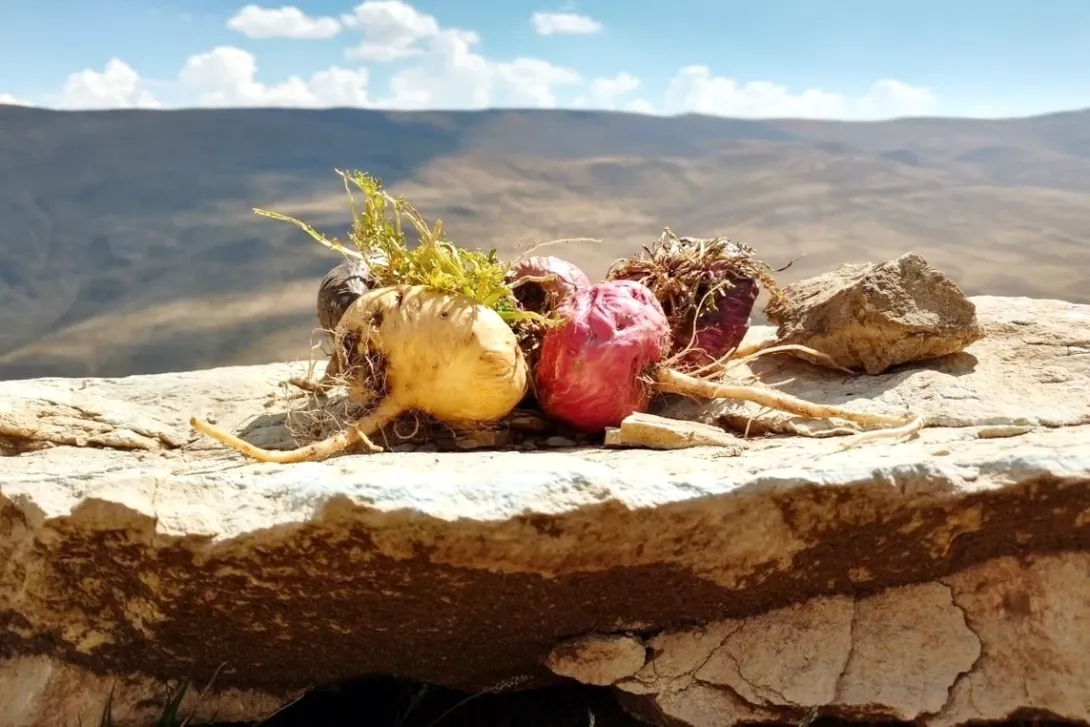 Freshly harvested yellow and purple Maca roots placed on a rock with the Andean highlands in the background.