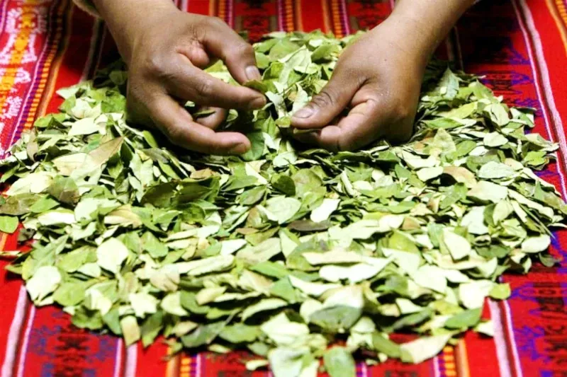 Hands of a local person sorting dried coca leaves over a colorful traditional Andean textile.