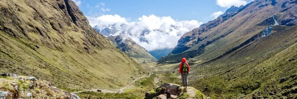 A person’s hand holding a bunch of fresh green coca leaves recently harvested from a plant.