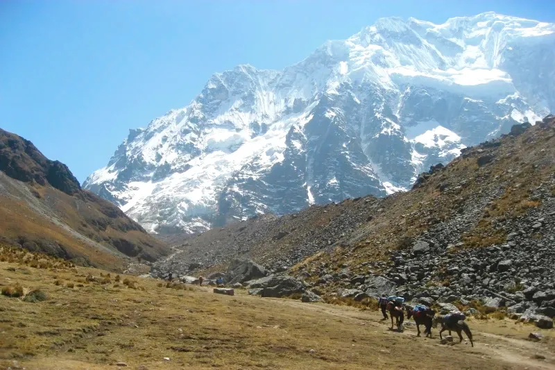 A line of pack mules carrying camping equipment for a trek through a wide Andean valley toward the Salkantay snowy peak.