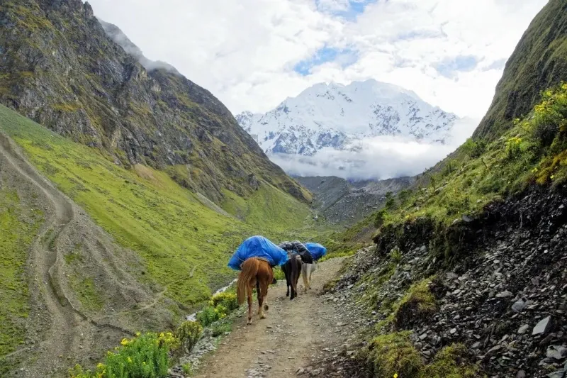 Mules carrying gear on a dirt path through a green valley with the snow-capped Salkantay mountain in the background.