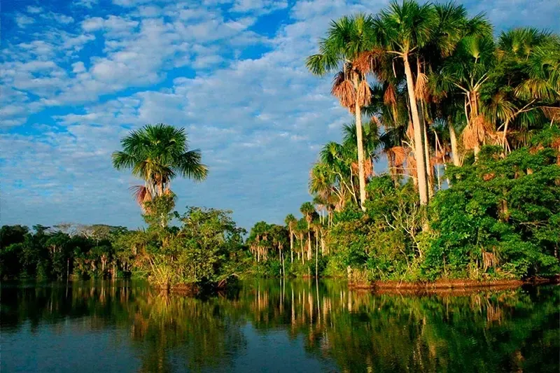 Beautiful landscape of tall palm trees reflecting on the calm waters of a tropical lake under a blue sky.