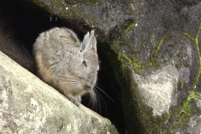 A Southern viscacha resting on a rock near an opening in the stone, commonly seen during treks in the Peruvian Andes.
