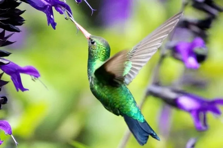 Andean Hummingbird in Flight A vibrant green hummingbird feeding on purple flowers in the Peruvian Andes.