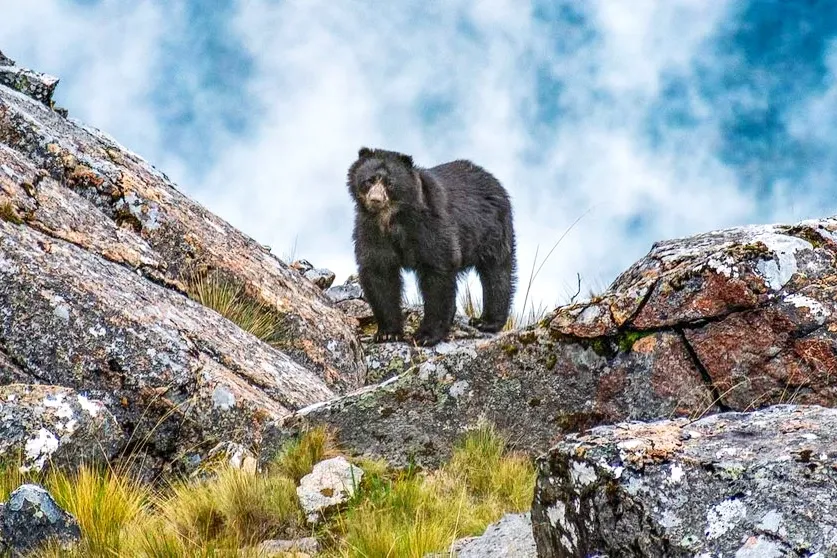 Andean Spectacled Bear An endangered Spectacled Bear standing on a rocky slope with a misty mountain background in Peru.