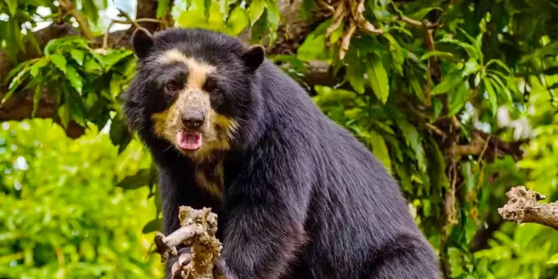 A South American Spectacled Bear looking towards the camera while perched among green tree branches.
