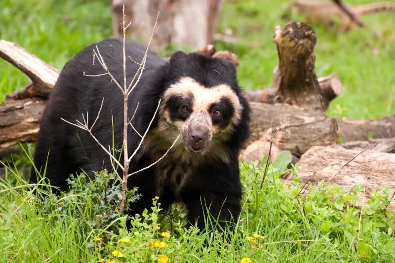 An Andean spectacled bear walking through green grass and fallen logs in its natural habitat in Peru.